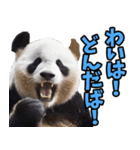 青森弁☆パンダ（個別スタンプ：9）