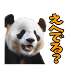 青森弁☆パンダ（個別スタンプ：13）