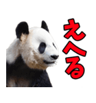 青森弁☆パンダ（個別スタンプ：14）