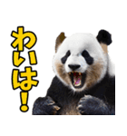 青森弁☆パンダ（個別スタンプ：15）