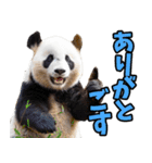 青森弁☆パンダ（個別スタンプ：16）