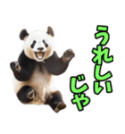 青森弁☆パンダ（個別スタンプ：17）
