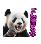青森弁☆パンダ（個別スタンプ：18）