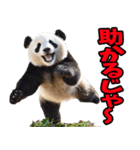 青森弁☆パンダ（個別スタンプ：19）