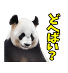 青森弁☆パンダ（個別スタンプ：20）