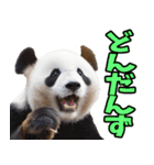 青森弁☆パンダ（個別スタンプ：22）