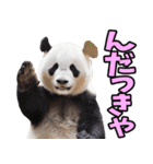 青森弁☆パンダ（個別スタンプ：23）