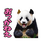 青森弁☆パンダ（個別スタンプ：24）