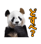 青森弁☆パンダ（個別スタンプ：25）