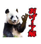 青森弁☆パンダ（個別スタンプ：26）