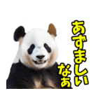 青森弁☆パンダ（個別スタンプ：27）