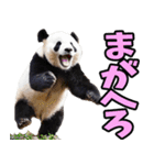 青森弁☆パンダ（個別スタンプ：30）