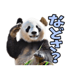 青森弁☆パンダ（個別スタンプ：31）