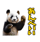 青森弁☆パンダ（個別スタンプ：33）