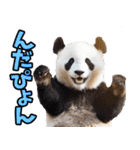 青森弁☆パンダ（個別スタンプ：34）