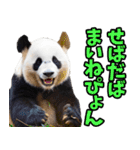 青森弁☆パンダ（個別スタンプ：35）