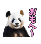 青森弁☆パンダ（個別スタンプ：36）