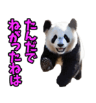 青森弁☆パンダ（個別スタンプ：37）