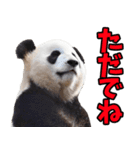 青森弁☆パンダ（個別スタンプ：38）