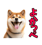 茨城弁☆柴犬（個別スタンプ：1）