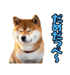 茨城弁☆柴犬（個別スタンプ：2）