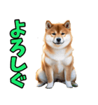茨城弁☆柴犬（個別スタンプ：4）