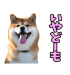 茨城弁☆柴犬（個別スタンプ：6）
