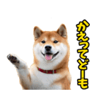 茨城弁☆柴犬（個別スタンプ：7）