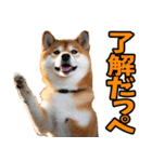 茨城弁☆柴犬（個別スタンプ：8）