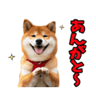 茨城弁☆柴犬（個別スタンプ：9）