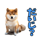 茨城弁☆柴犬（個別スタンプ：10）