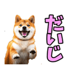 茨城弁☆柴犬（個別スタンプ：11）