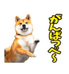 茨城弁☆柴犬（個別スタンプ：12）