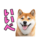 茨城弁☆柴犬（個別スタンプ：13）