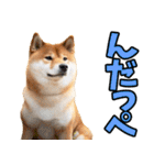 茨城弁☆柴犬（個別スタンプ：15）