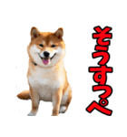 茨城弁☆柴犬（個別スタンプ：16）
