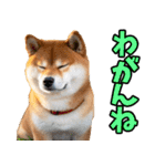 茨城弁☆柴犬（個別スタンプ：17）