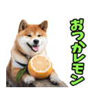茨城弁☆柴犬（個別スタンプ：19）