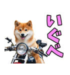 茨城弁☆柴犬（個別スタンプ：22）