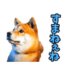 茨城弁☆柴犬（個別スタンプ：26）