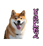 茨城弁☆柴犬（個別スタンプ：27）