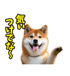 茨城弁☆柴犬（個別スタンプ：28）