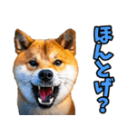 茨城弁☆柴犬（個別スタンプ：30）