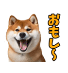 茨城弁☆柴犬（個別スタンプ：32）