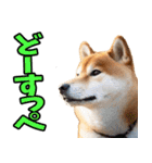 茨城弁☆柴犬（個別スタンプ：33）