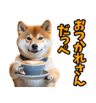 茨城弁☆柴犬（個別スタンプ：34）