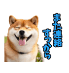 茨城弁☆柴犬（個別スタンプ：36）