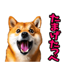 茨城弁☆柴犬（個別スタンプ：37）