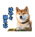 茨城弁☆柴犬（個別スタンプ：39）