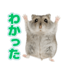 ジャンガリアンハムスターの日常.（個別スタンプ：6）
